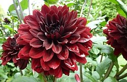 Fürst Pückler Dahlie im Rosengarten Fürst Pückler Dahlie im Rosengarten