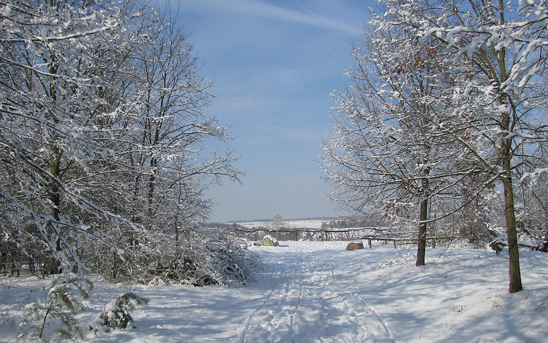 Ein verschneider Weg zwischen schneebedeckten Bäumen hindruch. 