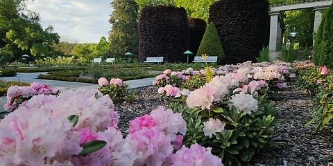 Auf dem Foto ist der Teschendorffgarten im Ostdeutschen Rosengarten zu sehen. Im Vordergrund blühen rosafarbene Rhododendren. Im Hintergrund stehen zwei große, rund gewachsene Rotbuchen.