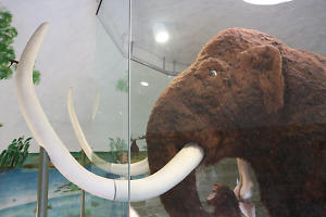Mammut-Nachbildung im Freilichtmuseum ?Zeitsprung? Klinge, Fotograf: Stadt Forst (Lausitz) / EBKTM Priel, Copyright: Stadt Forst (Lausitz) Mammut-Nachbildung im Freilichtmuseum ?Zeitsprung? Klinge