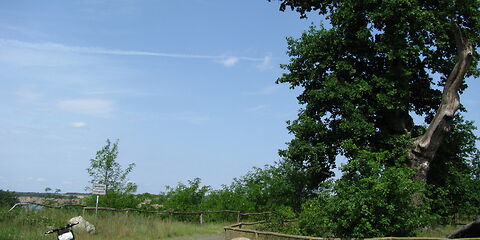rechts im Bild ist eine große Eiche, um die ein Holzzaun herum geht. Neben der Eiche befindet eine Wiese, auf der links euin Fahrrad steht. 