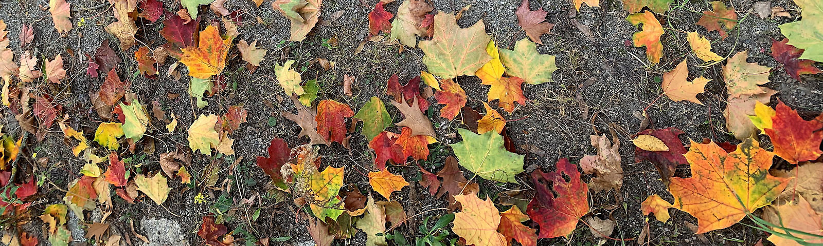Auf dem Weg im Mühlgrabenpark liegen herbstlich, bunt gefärbte Blätter.