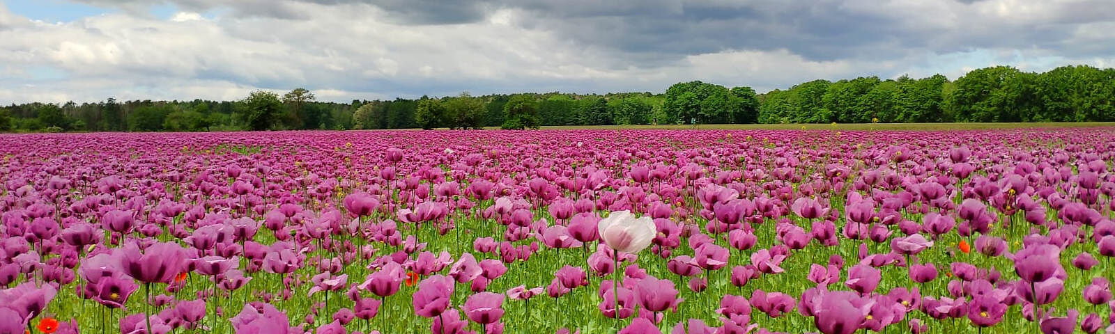 Zu sehen ist ein Mohnblumenfeld, im Hintergrund begrenzt durch einen Wald, der Himmel ist bewölkt