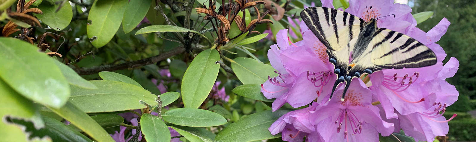 Ein Schmetterling sitzt auf einer Rhododendronblüte.