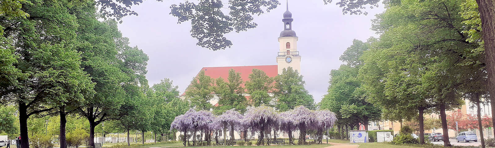 Blick auf die Stadtkriche hinter einem länglichen Park, der von Bäumen umrandet ist. In der Mitte ist ein Kreis aus fliederfarben blühenden Bäumen.