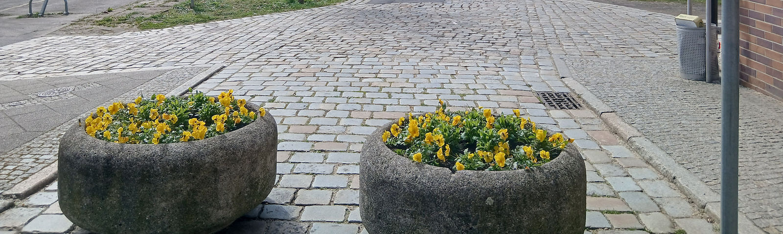 Zwei runde Pflanzkübel mit gelben Blumen auf einem geplasterten Platz.