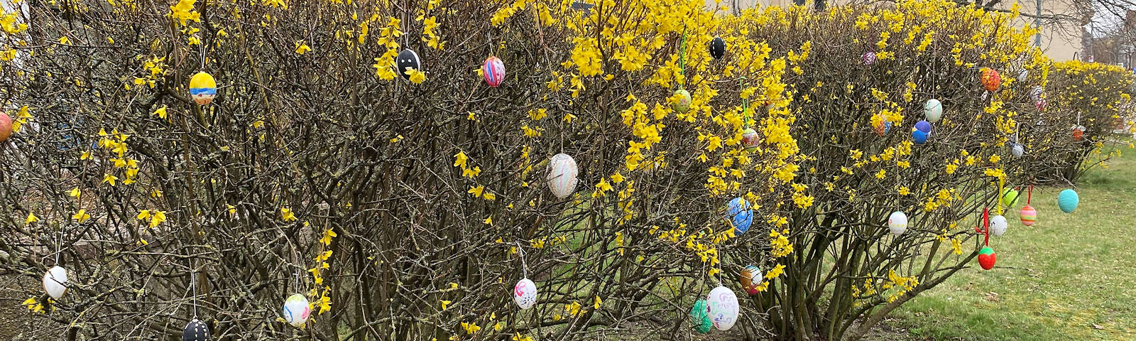 Strauch mit gelben Blüten, an dem zahlreiche bunte Ostereier hängen