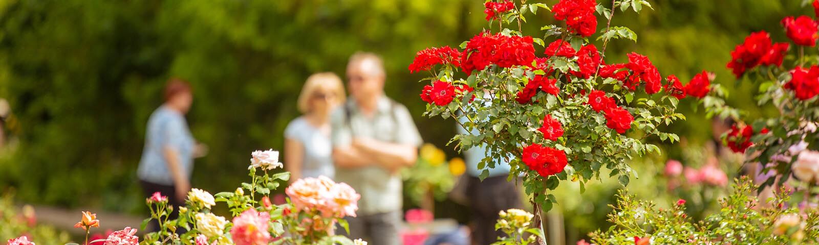 Besucher im Rosenpark