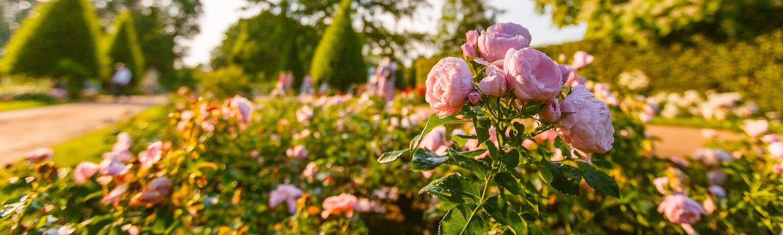 Besucher im Rosenpark