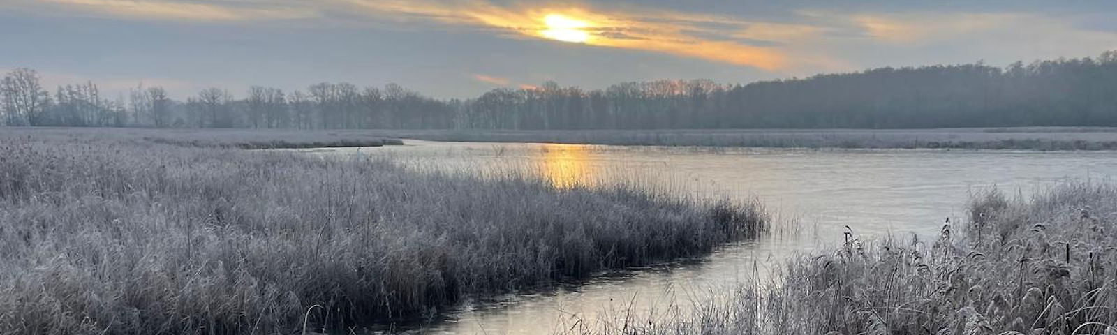 Ein vereister Teich, der nur noch sehr wenig Wasser hat und großflächig mit Schilf bewachsen ist. Im Hintergrund stehen Bäume in einer Reihe am Horizont. Der Himmel ist bewölkt und hinter den Bäumen ist der Himmel durch den Sonnaufgang gelb.